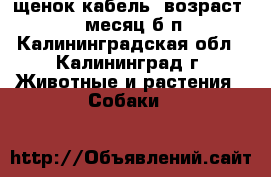 щенок-кабель, возраст 1,1 месяц б/п - Калининградская обл., Калининград г. Животные и растения » Собаки   